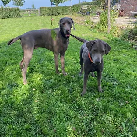 Hoeve Aan De Rand Maastricht Met Natuurzwembad Berg en Terblijt