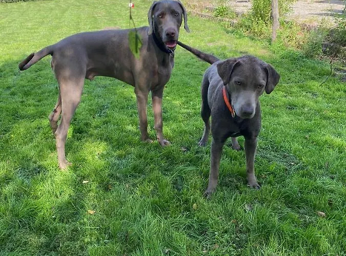 Hoeve Aan De Rand Maastricht Met Natuurzwembad بيرغ إين تيربيلييت